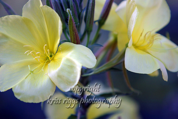 D evening primrose copycards