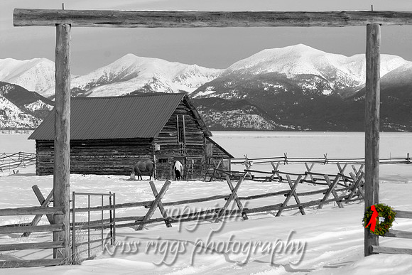 511_1178_bw