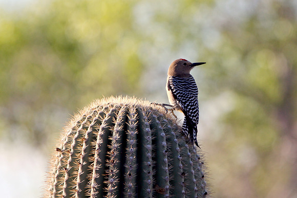 AZ cactus, flicker