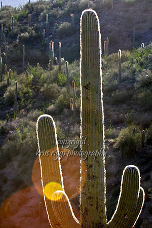 AZ cactus,