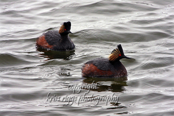 Crested Grebe