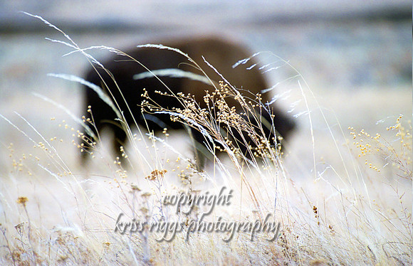 15465705buffalo grass lg copy