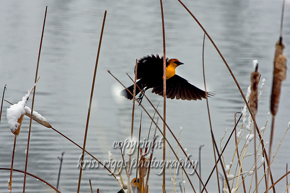 yellow headed black bird pond