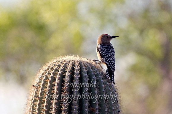 AZ cactus, flicker