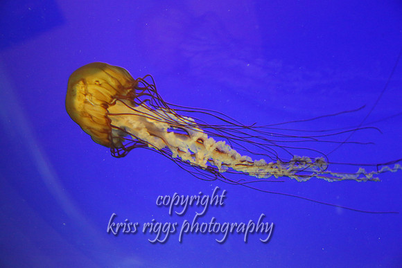 RQ8A0886