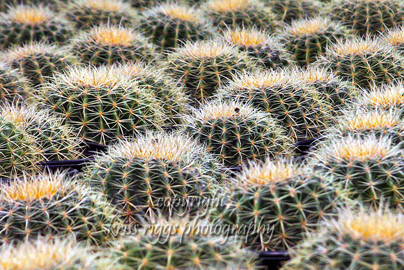 AZ cactus