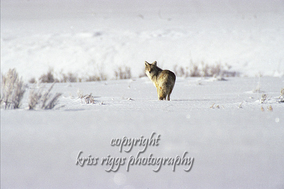 Coyote