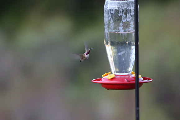 Caliiope Hummingbird.  Smallest bird in N. America!!