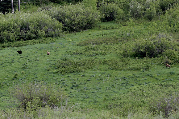 bears...no long lens!  black sow and 2 cinnamon cubs.  One behind her and one on the right side