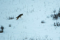 Coyotes!!!